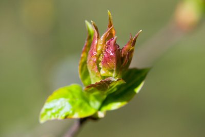 Syringa x henryi - šeřík henryův - list jaro